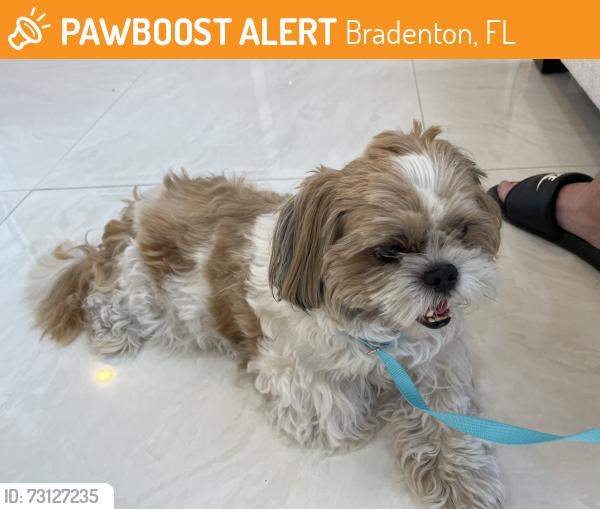 Found/Stray Female Dog last seen Near 36th Ave W Bradenton, FL 34205 United States, Bradenton, FL 34205
