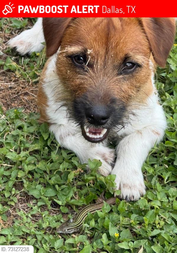 Lost Male Dog last seen I-35, Dallas, TX 75201