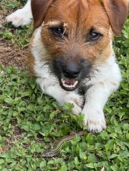 Lost Male Dog last seen I-35, Dallas, TX 75201