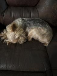 Reunited Male Dog last seen Near N 127th E Ave Owasso, Owasso, OK 74055
