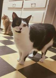 Lost Female Cat last seen Mailboxes on Penrose & Jordan Lane, Los Angeles, CA 91352