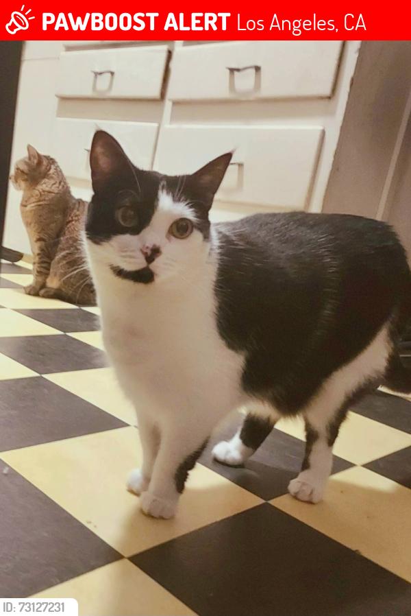 Lost Female Cat last seen Mailboxes on Penrose & Jordan Lane, Los Angeles, CA 91352