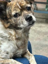 Reunited Female Dog last seen Arcadia Drive in the Bloomingdale Area, Kingsport, TN 37660