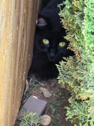 Found/Stray Unknown Cat last seen East Whisper Trail and South Cobblestone Place, Sioux Falls, SD 57108