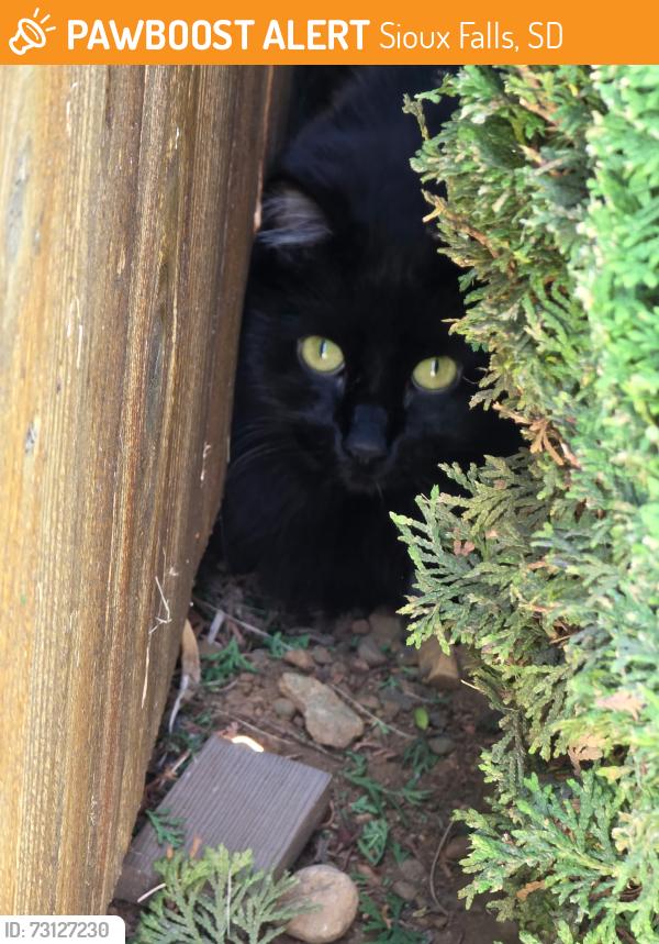 Found/Stray Unknown Cat last seen East Whisper Trail and South Cobblestone Place, Sioux Falls, SD 57108