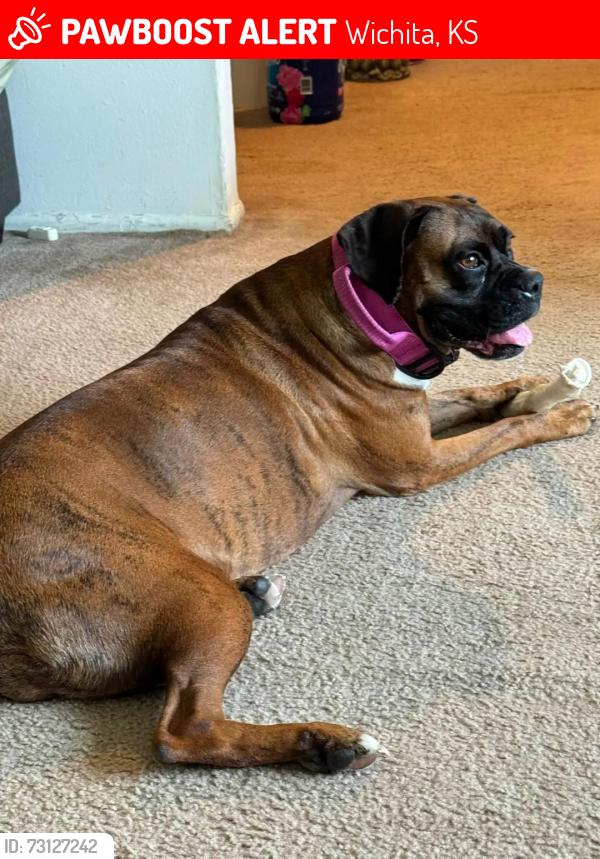 Lost Female Dog last seen 18th and Jeanette ave, Wichita, KS 67204