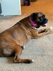 Lost Female Dog last seen 18th and Jeanette ave, Wichita, KS 67204