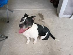 Reunited Female Dog last seen Near on lorens st woodruff sc next too the church of the covunent, Woodruff, SC 29388