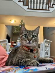 Lost Female Cat last seen Riverbend ests, Fort Worth, TX 76112