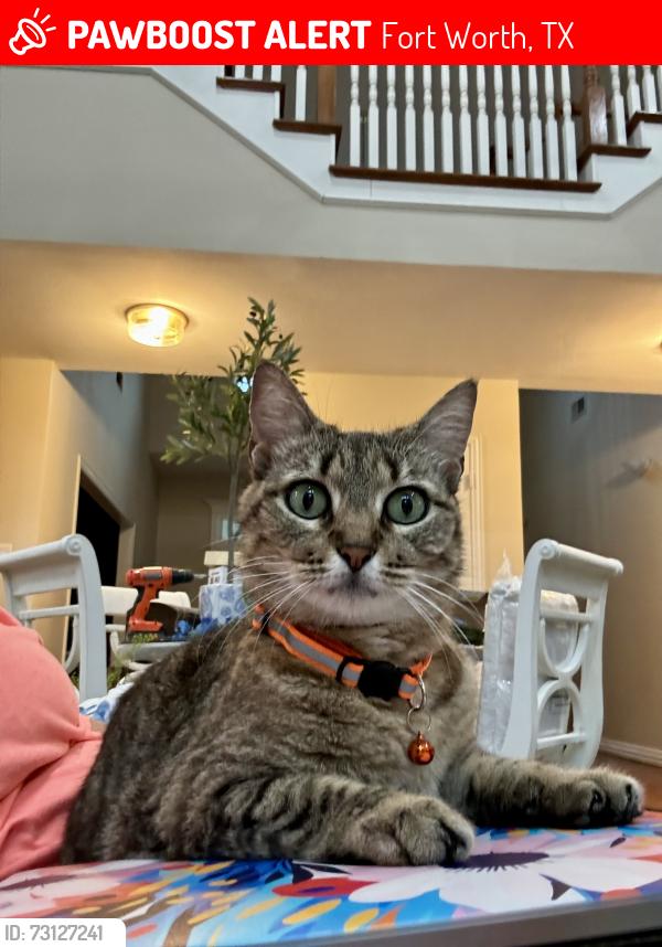 Lost Female Cat last seen Riverbend ests, Fort Worth, TX 76112