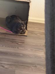 Reunited Female Cat last seen Landing Boulevard & Ervin Street (inside the Samara neighborhood), League City, TX 77539