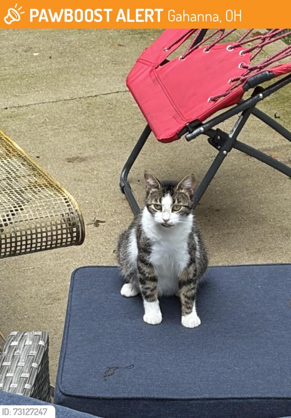 Found/Stray Female Cat last seen Woodmark Rn, Gahanna, OH 43230