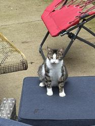 Found/Stray Female Cat last seen Woodmark Rn, Gahanna, OH 43230