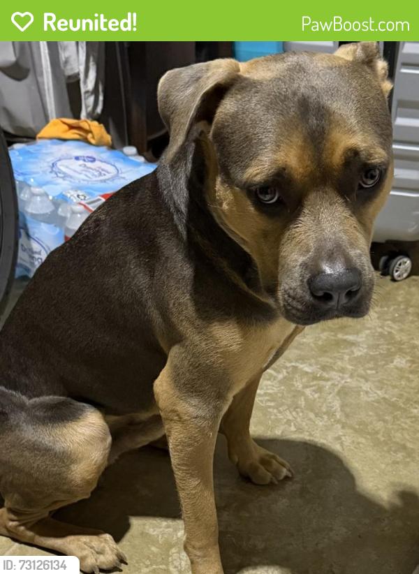 Reunited Male Dog last seen Near SW 192nd Ave, hmstd, FL 33030, USA, Homestead, FL 33030