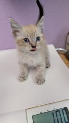 Shelter Stray Male Cat last seen Near Tio Dink Circle, CITY of El Paso, TX, 5001 Fred Wilson Ave, El Paso, TX 79906, USA