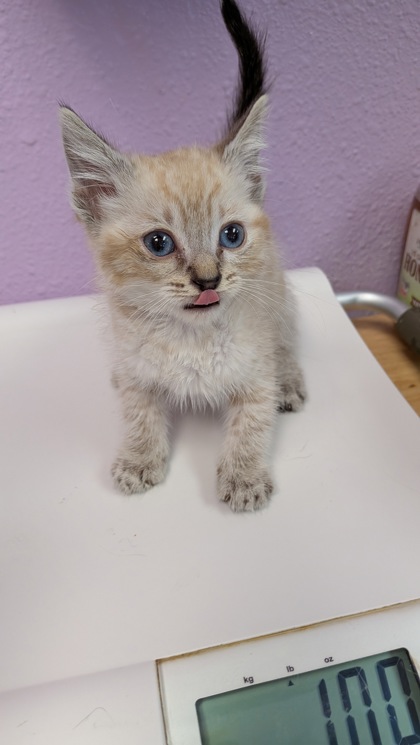 Shelter Stray Male Cat last seen Near Tio Dink Circle, CITY of El Paso, TX, 5001 Fred Wilson Ave, El Paso, TX 79906, USA