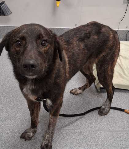 Shelter Stray Male Dog last seen E Ridge Rd, Sevierville PD, TN, 1008 Old Knoxville Hwy, Sevierville, TN 37862, USA