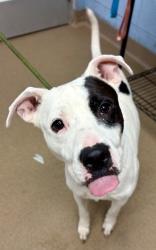 Shelter Stray Male Dog last seen Near Chamblee Dunwoody Rd, Chamblee, GA 30341, 30341,, 3280 Chamblee Dunwoody Rd, Chamblee, GA 30341, USA