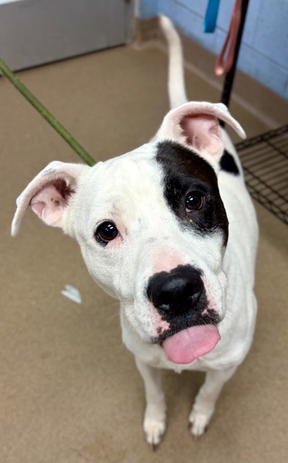 Shelter Stray Male Dog last seen Near Chamblee Dunwoody Rd, Chamblee, GA 30341, 30341,, 3280 Chamblee Dunwoody Rd, Chamblee, GA 30341, USA