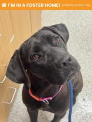 Shelter Stray Female Dog last seen E Biddle st &Green mount, 21205, MD, 301 Stockholm St, Baltimore, MD 21230, USA