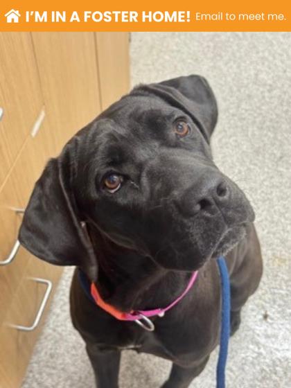 Shelter Stray Female Dog last seen E Biddle st &Green mount, 21205, MD, 301 Stockholm St, Baltimore, MD 21230, USA