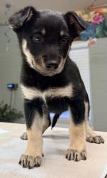 Shelter Stray Male Dog last seen Ave 18 1/2 and Road 26, Madera County, CA, 205 Tozer St, Madera, CA 93638, USA