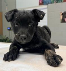 Shelter Stray Male Dog last seen Ave 18 1/2 and Road 26, Madera County, CA, 205 Tozer St, Madera, CA 93638, USA