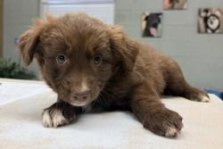 Shelter Stray Female Dog last seen Ave 18 1/2 and Road 26, Madera County, CA, 205 Tozer St, Madera, CA 93638, USA