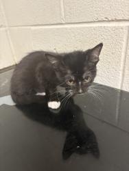 Shelter Stray Female Cat last seen W. Cain Rd, Knox County GP, TN, 3201 Division St, Knoxville, TN 37919, USA