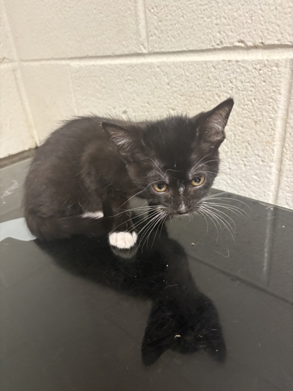Shelter Stray Female Cat last seen W. Cain Rd, Knox County GP, TN, 3201 Division St, Knoxville, TN 37919, USA
