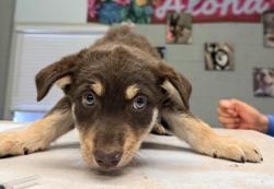Shelter Stray Male Dog last seen Ave 18 1/2 and Road 26, Madera County, CA, 205 Tozer St, Madera, CA 93638, USA