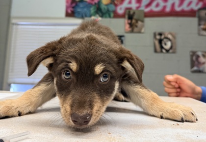 Shelter Stray Male Dog last seen Ave 18 1/2 and Road 26, Madera County, CA, 205 Tozer St, Madera, CA 93638, USA