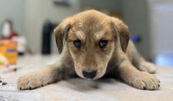 Shelter Stray Male Dog last seen Ave 18 1/2 and Road 26, Madera County, CA, 205 Tozer St, Madera, CA 93638, USA