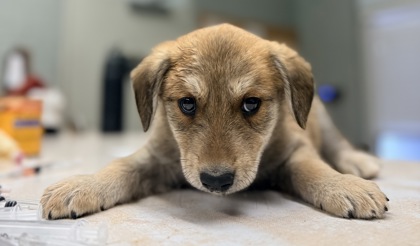 Shelter Stray Male Dog last seen Ave 18 1/2 and Road 26, Madera County, CA, 205 Tozer St, Madera, CA 93638, USA