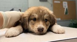Shelter Stray Female Dog last seen Ave 18 1/2 and Road 26, Madera County, CA, 205 Tozer St, Madera, CA 93638, USA