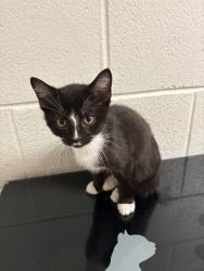 Shelter Stray Male Cat last seen W. Cain Rd, Knox County GP, TN, 3201 Division St, Knoxville, TN 37919, USA