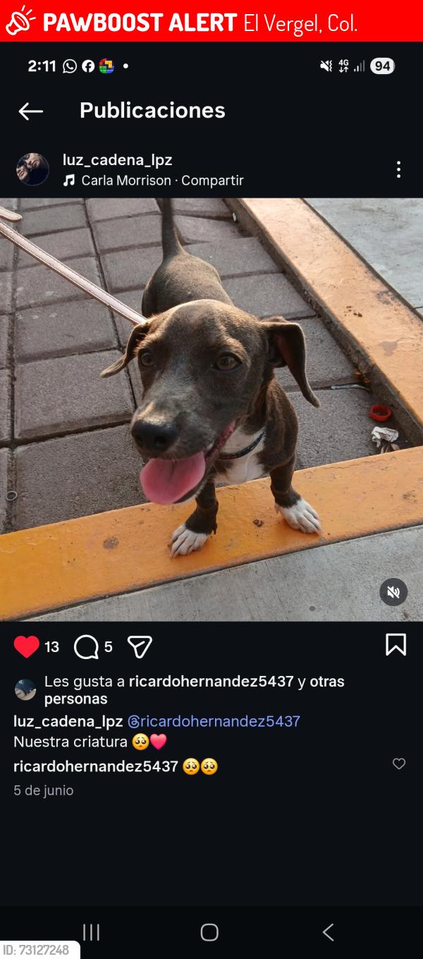 Lost Male Dog last seen El vergel,Col.28936, El Vergel, Col. 28936