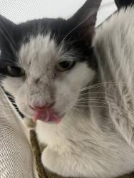 Shelter Stray Male Cat last seen Near 94th ave, Oakland, CA, 1101 29th Ave, Oakland, CA 94601, USA