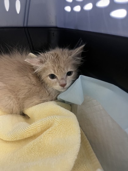 Shelter Stray Male Cat last seen Near 25th Ave, Oakland, CA, 1101 29th Ave, Oakland, CA 94601, USA
