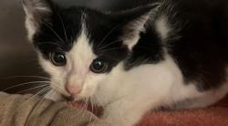 Shelter Stray Male Cat last seen Near BLK WARDVILLE, District 2 - West Cleburne,, 2375 Service Dr, Cleburne, TX 76033, USA