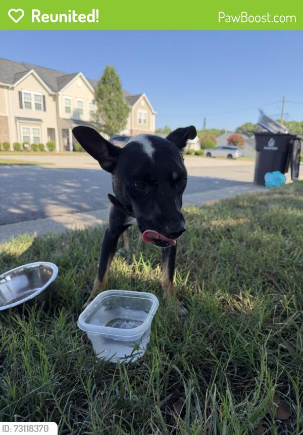 Reunited Male Dog last seen Parkside West Subdivision, Winston-Salem, NC 27127