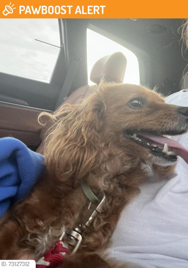 Found/Stray Female Dog last seen Elwood Street Narvon, Caernarvon Township, PA 17555