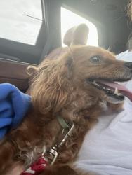 Found/Stray Female Dog last seen Elwood Street Narvon, Caernarvon Township, PA 17555