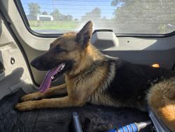 Reunited Male Dog last seen 85th ave by south river, Warren County, IA 50125