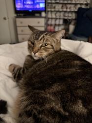 Lost Male Cat last seen Locust & Ada county sheriff’s department, Meridian, ID 83642