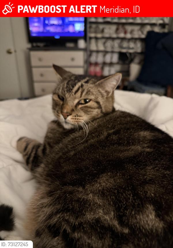 Lost Male Cat last seen Locust & Ada county sheriff’s department, Meridian, ID 83642