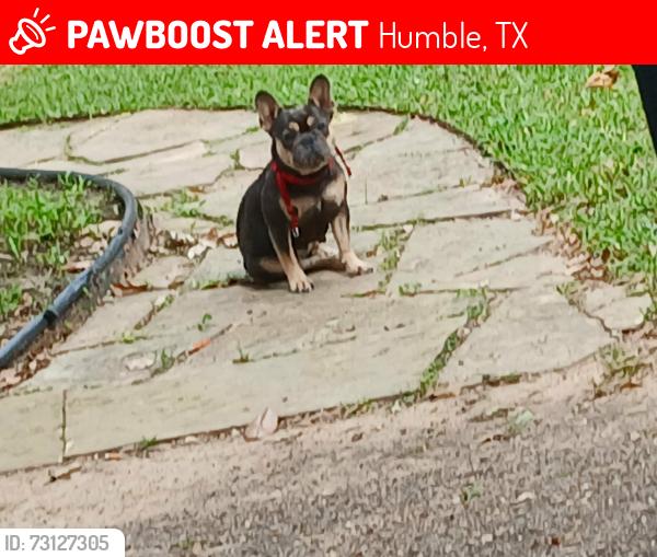 Lost Female Dog last seen Greens rd & Wilson rd humble texas, Humble, TX 77396