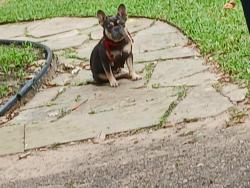 Lost Female Dog last seen Greens rd & Wilson rd humble texas, Humble, TX 77396