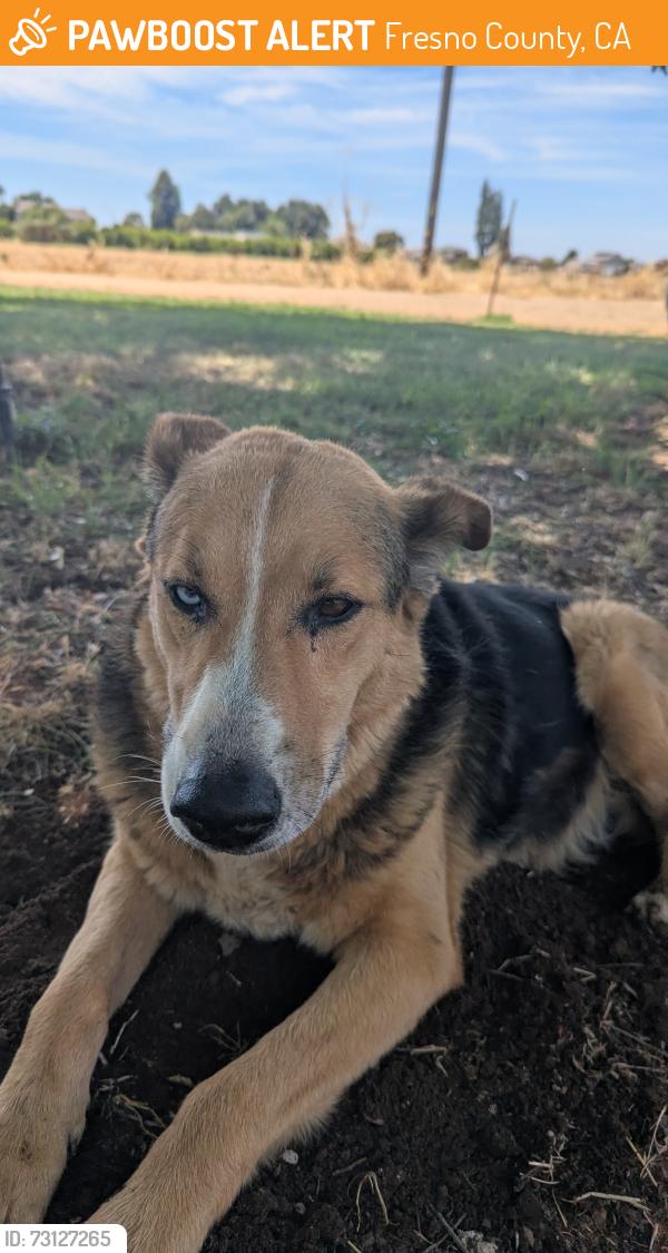 Found/Stray Male Dog last seen Dakota and McCall clovis ca, Fresno County, CA 93657