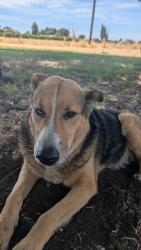 Found/Stray Male Dog last seen Dakota and McCall clovis ca, Fresno County, CA 93657